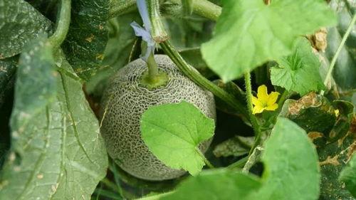 跟瓜姐吃大瓜,瓜姐带你领略娱乐圈大瓜盛宴