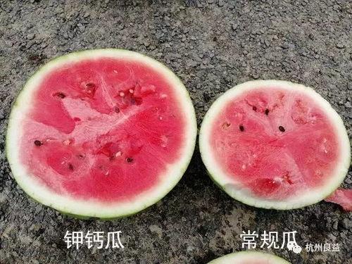 吃生瓜直播,生瓜美食之旅，挑战味蕾极限