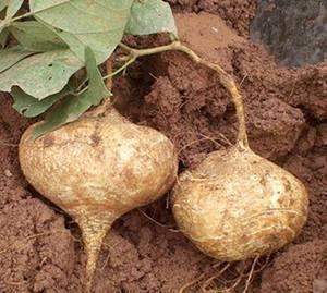 月子里可以吃土瓜吗,助力产后恢复